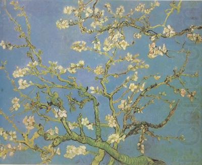 Vincent Van Gogh Blossoming Almond Tree (nn04) china oil painting image